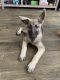 German Shepherd Puppies for sale in Palm Valley, FL 32082, USA. price: NA