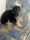 German Shepherd Puppies for sale in Bend, OR, USA. price: NA