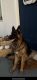 German Shepherd Puppies for sale in Highland Park, Los Angeles, CA, USA. price: NA
