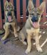 German Shepherd Puppies for sale in Martinsburg, WV, USA. price: $1,600