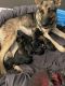 German Shepherd Puppies for sale in Bowling Green, KY, USA. price: NA