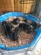 German Shepherd Puppies for sale in Jacksonville, FL, USA. price: $1,200
