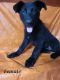 German Shepherd Puppies for sale in Laurel, IN 47024, USA. price: $600