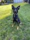 German Shepherd Puppies for sale in Appleton, WI, USA. price: NA