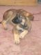 German Shepherd Puppies for sale in Glen Burnie, MD 21061, USA. price: NA