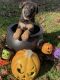 German Shepherd Puppies for sale in Kennesaw, GA, USA. price: $1,100