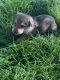 German Shepherd Puppies for sale in Shiocton, WI 54170, USA. price: NA