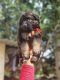 German Shepherd Puppies for sale in Hulshur, Camp, Pune, Maharashtra 411001, India. price: 16000 INR