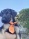 German Shepherd Puppies for sale in Woodcrest, CA, USA. price: NA