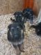 German Shepherd Puppies for sale in Hulbert, OK 74441, USA. price: NA