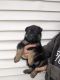 German Shepherd Puppies for sale in De Graff, OH 43318, USA. price: $50,000