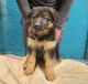German Shepherd Puppies for sale in Lote, Maharashtra, India. price: 2200 INR