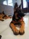 German Shepherd Puppies for sale in Rosemead, CA, USA. price: $1,800
