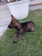 German Shepherd Puppies for sale in Dallas, TX 75210, USA. price: $700