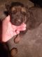 German Shepherd Puppies for sale in Buffalo, WY 82834, USA. price: NA