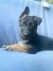 German Shepherd Puppies for sale in La Crescenta, La Crescenta-Montrose, CA 91214, USA. price: NA