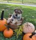 German Shepherd Puppies for sale in Harrisonburg, VA, USA. price: $500