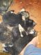German Shepherd Puppies for sale in Ravencliff, WV 25913, USA. price: NA