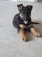 German Shepherd Puppies for sale in Fullerton, CA 92833, USA. price: $800