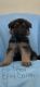 German Shepherd Puppies for sale in Hope Hull, AL 36043, USA. price: $700