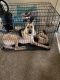 German Shepherd Puppies for sale in Pontiac, MI, USA. price: $3,000