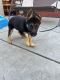German Shepherd Puppies for sale in Yuba City, CA, USA. price: $450