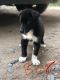German Shepherd Puppies for sale in Everett, WA, USA. price: $400