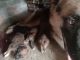 German Shepherd Puppies for sale in Samastipur - Rosera Rd, Rosera, Bihar, India. price: 8000 INR