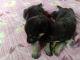 German Shepherd Puppies for sale in Uludanga, Maheshtala, West Bengal 700140, India. price: 13000 INR