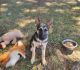 German Shepherd Puppies for sale in Charlotte, NC, USA. price: $350