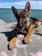 German Shepherd Puppies for sale in Chicago, IL, USA. price: $4,500