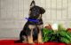 German Shepherd Puppies for sale in S Carolina St, Avon Park, FL 33825, USA. price: $300