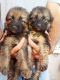 German Shepherd Puppies for sale in Dehradun, Uttarakhand, India. price: 6000 INR
