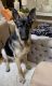 German Shepherd Puppies for sale in Chapel Hill, NC, USA. price: NA