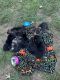 German Shepherd Puppies for sale in Spotsylvania Courthouse, VA 22551, USA. price: NA