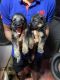 German Shepherd Puppies for sale in BEML Layout 3rd Stage, RR Nagar, Bengaluru, Karnataka 560098, India. price: 15000 INR