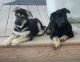 German Shepherd Puppies for sale in Colorado Springs, CO, USA. price: $650