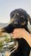 German Shepherd Puppies for sale in Victorville, CA, USA. price: $400
