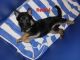 German Shepherd Puppies for sale in Fort Lauderdale, FL, USA. price: $1,500