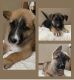 German Shepherd Puppies for sale in Pomona, CA, USA. price: NA