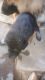 German Shepherd Puppies for sale in Hasampur, Rajasthan 332718, India. price: 5000 INR