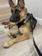 German Shepherd Puppies for sale in LaBelle, FL 33935, USA. price: NA