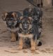 German Shepherd Puppies for sale in Rocky Ridge, MD 21778, USA. price: NA