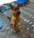 German Shepherd Puppies for sale in Wayne, NJ 07470, USA. price: NA