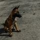 German Shepherd Puppies for sale in Thousand Oaks, CA, USA. price: $2,500