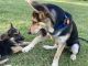 German Shepherd Puppies for sale in Westby, WI 54667, USA. price: $450