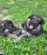 German Shepherd Puppies for sale in Tarpon Springs, FL, USA. price: $600