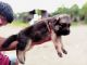 German Shepherd Puppies for sale in Ugar, Karnataka 591316, India. price: 10000 INR