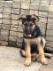 German Shepherd Puppies for sale in Bradenton, FL, USA. price: $1,500