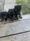 German Shepherd Puppies for sale in Bellingham, WA, USA. price: $1,000